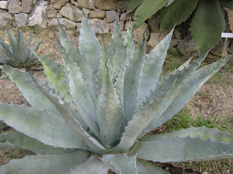 Pépinière Palmaris Agave subsimplex Hanbury