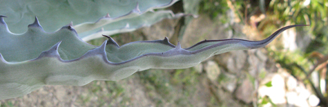 Pépinière Palmaris Agave subsimplex Hanbury