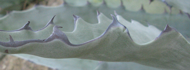 Pépinière Palmaris Agave subsimplex Hanbury