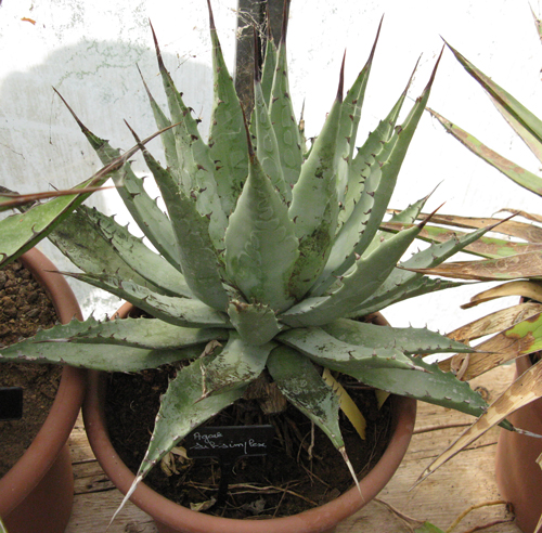 Pépinière Palmaris Agave subsimplex Navarro