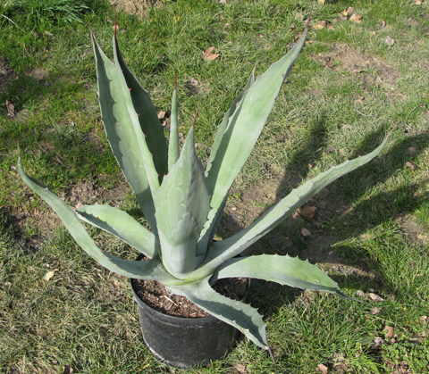 Pépinière Palmaris Agave tecta