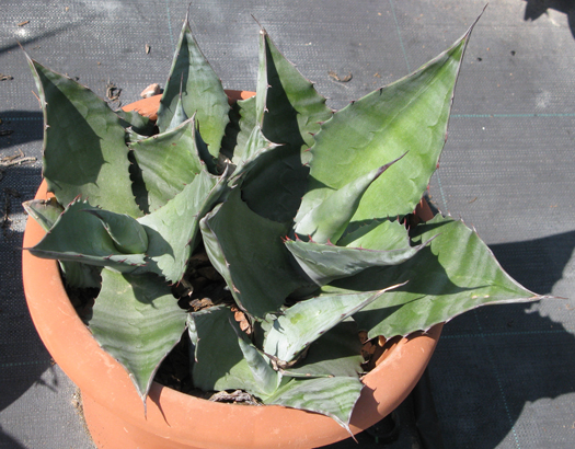 Pépinière Palmaris Agave tecta Van der Meer