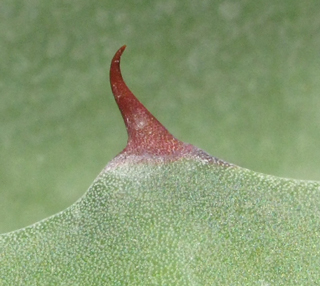 Pépinière Palmaris Agave tecta