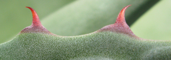 Pépinière Palmaris Agave tecta