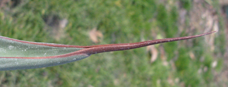 Pépinière Palmaris Agave tecta