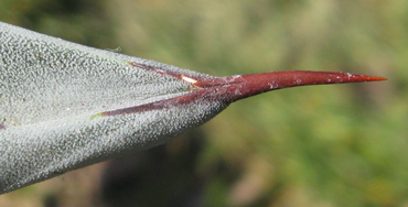 Pépinière Palmaris Agave tecta