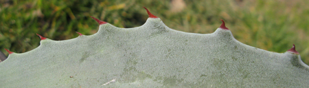 Pépinière Palmaris Agave tecta