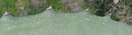 Pépinière Palmaris Agave tecta