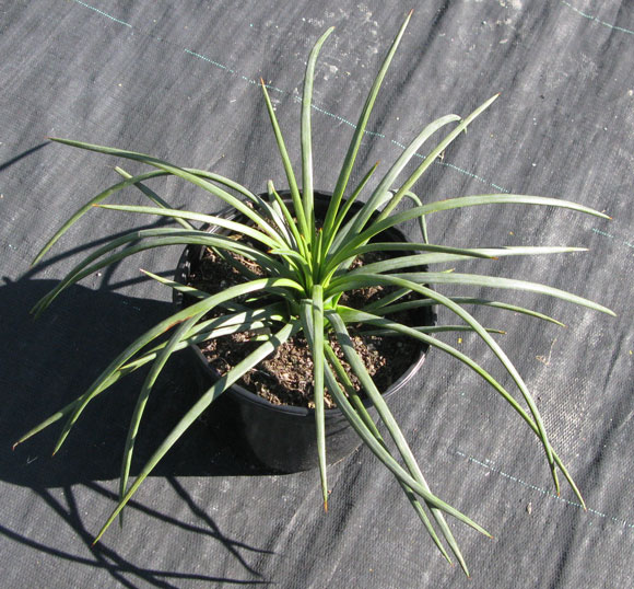 Pépinière Palmaris Agave tenuifolia