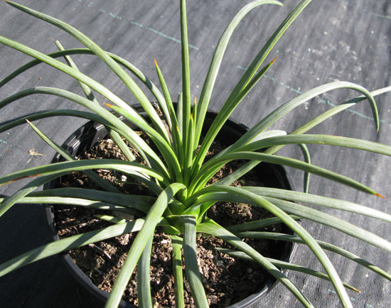 Pépinière Palmaris Agave tenuifolia