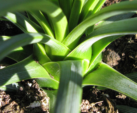 Pépinière Palmaris Agave tenuifolia