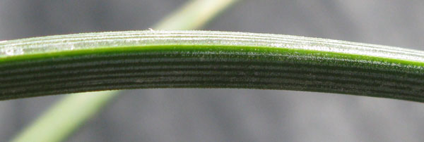 Pépinière Palmaris Agave tenuifolia