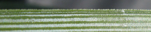 Pépinière Palmaris Agave tenuifolia