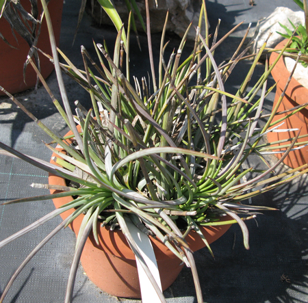 Pépinière Palmaris Agave tenuifolia Van der Meer