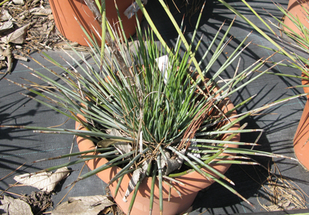 Pépinière Palmaris Agave tenuifolia Van der Meer