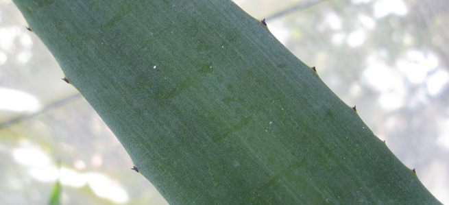 Palmaris Agave tequilana