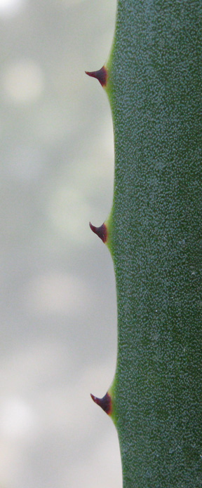 Palmaris Agave tequilana