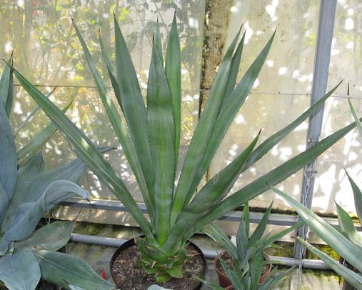 Palmaris Agave tequilana