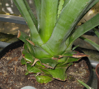 Palmaris Agave tequilana