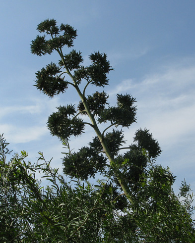 Palmaris Agave tequilana Nice