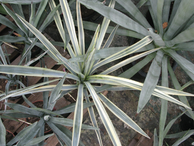 Pépinière Palmaris Agave tequilana marginata