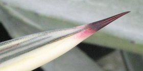Pépinière Palmaris Agave tequilana marginata