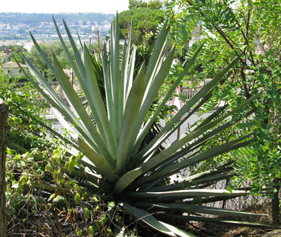 Palmaris Agave tequilana Nice