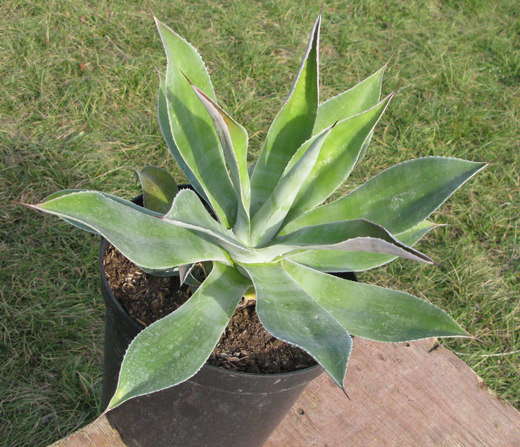 Pépinière Palmaris Agave thomasae