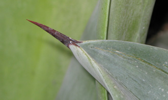 Palmaris Agave neglecta