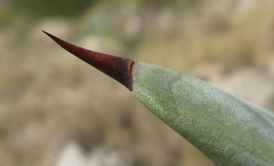 Palmaris Agave neglecta