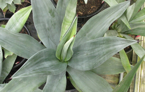 Palmaris Agave neglecta