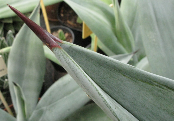 Palmaris Agave neglecta