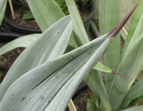 Palmaris Agave neglecta