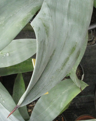 Palmaris Agave neglecta