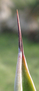 Pépinière Palmaris Agave thomasae