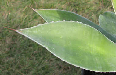 Pépinière Palmaris Agave thomasae