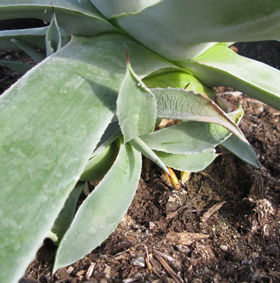 Pépinière Palmaris Agave thomasae