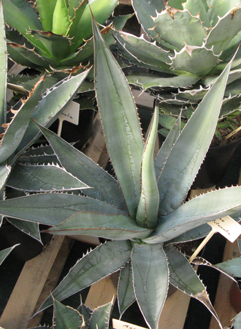 Pépinière Palmaris Agave titanota