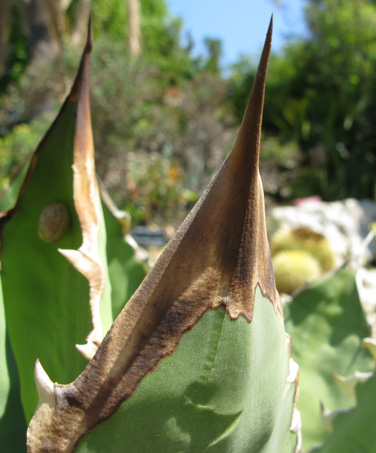 Pépinière Palmaris Agave titanota