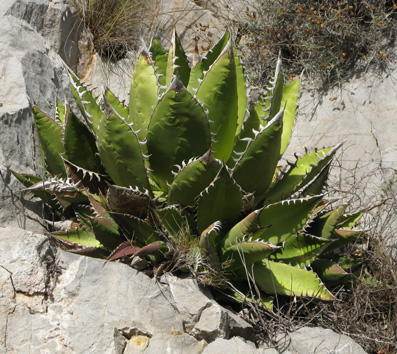 Pépinière Palmaris Agave titanota Foncaude