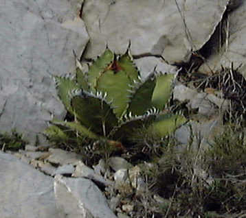 Pépinière Palmaris Agave titanota Foncaude