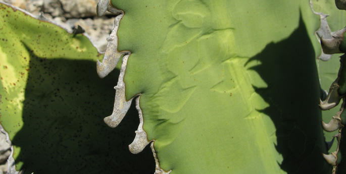 Pépinière Palmaris Agave titanota