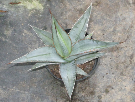 Pépinière Palmaris Agave titanota