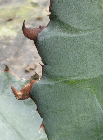 Pépinière Palmaris Agave titanota
