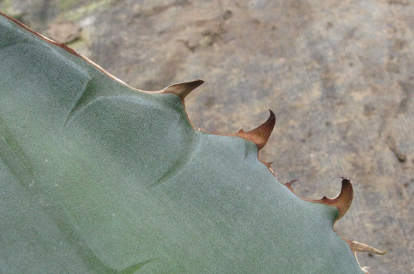 Pépinière Palmaris Agave titanota