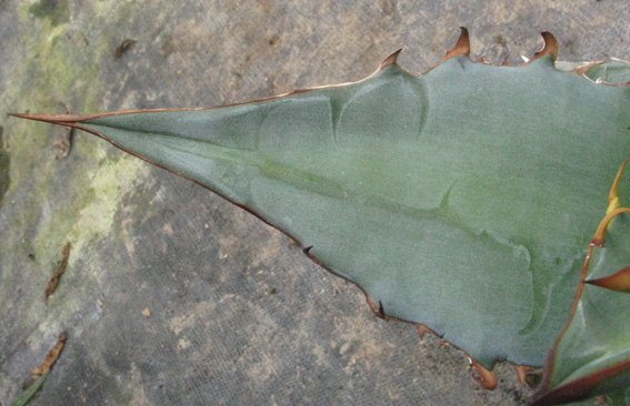 Pépinière Palmaris Agave titanota