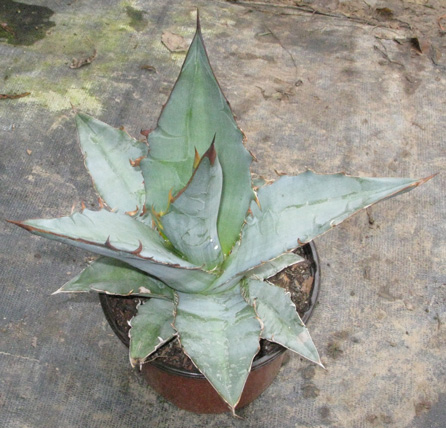 Pépinière Palmaris Agave titanota