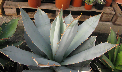 Pépinière Palmaris Agave titanota