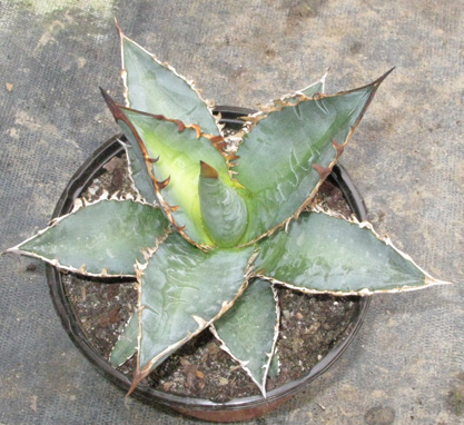 Pépinière Palmaris Agave titanota