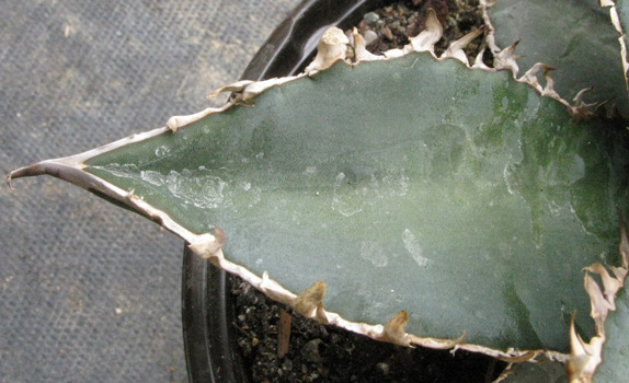 Pépinière Palmaris Agave titanota